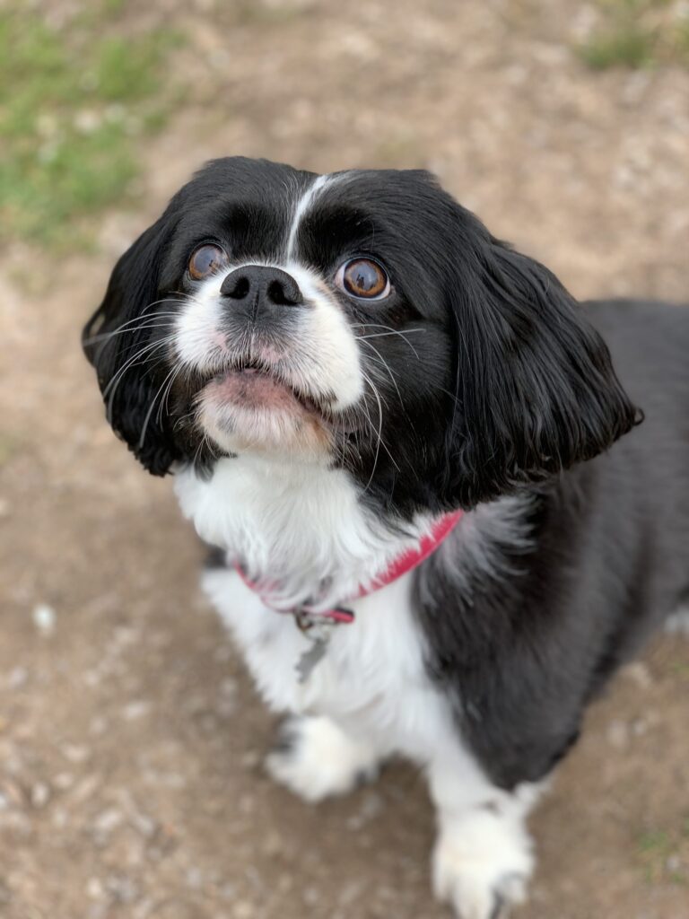 Tia Diary